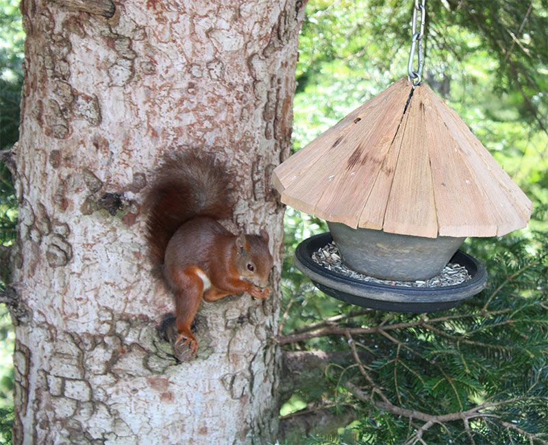 Ardillas en Bad WIldbad