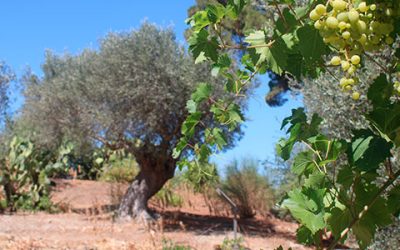 Donde comer vegano en SICILIA