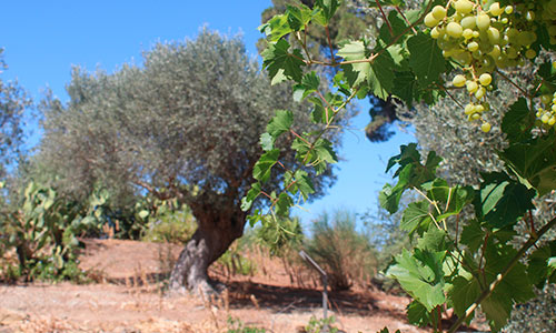 Donde comer vegano en SICILIA